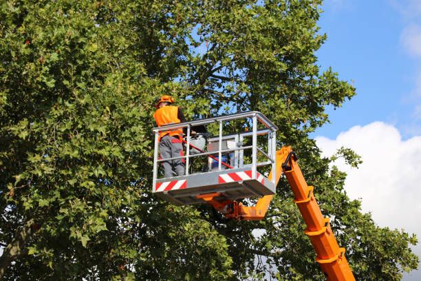 Large Tree Removal in Northwest Harborcreek, PA